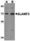 Lymphocyte Antigen 9 antibody, orb75592, Biorbyt, Western Blot image 
