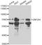 Zinc Finger Protein 264 antibody, LS-C749104, Lifespan Biosciences, Western Blot image 