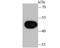 Wnt Family Member 5A antibody, A00549, Boster Biological Technology, Western Blot image 