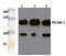Platelet And Endothelial Cell Adhesion Molecule 1 antibody, AP06560PU-N, Origene, Western Blot image 