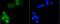 Histone Cluster 1 H1 Family Member E antibody, NBP2-67313, Novus Biologicals, Immunofluorescence image 