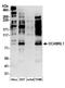 Serine/threonine-protein kinase DCLK1 antibody, A304-416A, Bethyl Labs, Western Blot image 