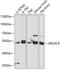 Sialic Acid Binding Ig Like Lectin 9 antibody, GTX66449, GeneTex, Western Blot image 