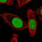 Down-Regulator Of Transcription 1 antibody, HPA055308, Atlas Antibodies, Immunofluorescence image 