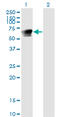 Growth Factor Receptor Bound Protein 7 antibody, LS-C197346, Lifespan Biosciences, Western Blot image 