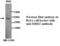 Methyl-CpG Binding Domain Protein 2 antibody, MBS415498, MyBioSource, Western Blot image 