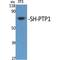 Protein Tyrosine Phosphatase Non-Receptor Type 6 antibody, LS-C386065, Lifespan Biosciences, Western Blot image 