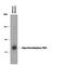 Dopa Decarboxylase antibody, PPS065, R&D Systems, Western Blot image 