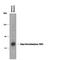 Dopa Decarboxylase antibody, PPS065, R&D Systems, Western Blot image 