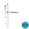 Transglutaminase 2 antibody, AF4376, R&D Systems, Western Blot image 