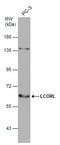 Ligand-dependent nuclear receptor corepressor-like protein antibody, GTX131236, GeneTex, Western Blot image 