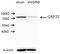 Heat Shock Protein Family A (Hsp70) Member 9 antibody, 14887-1-AP, Proteintech Group, Western Blot image 