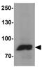 Mitofusin 1 antibody, GTX17218, GeneTex, Western Blot image 