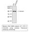 Calnexin antibody, STJ91978, St John