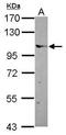 Elongin A antibody, GTX114828, GeneTex, Western Blot image 