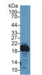 Gastrokine 2 antibody, LS-C297830, Lifespan Biosciences, Western Blot image 