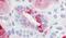 EP2 antibody, PA5-32997, Invitrogen Antibodies, Immunohistochemistry frozen image 