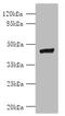 TNF Superfamily Member 12 antibody, A61462-100, Epigentek, Western Blot image 