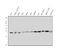 RAB5A, Member RAS Oncogene Family antibody, M01891-1, Boster Biological Technology, Western Blot image 