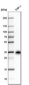 Palmitoyl-Protein Thioesterase 1 antibody, HPA021546, Atlas Antibodies, Western Blot image 