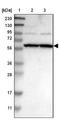 Zinc Finger Protein 26 antibody, NBP1-82161, Novus Biologicals, Western Blot image 