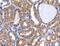 HPO antibody, MBS2521382, MyBioSource, Immunohistochemistry paraffin image 