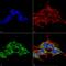 Receptor Accessory Protein 1 antibody, MA5-27624, Invitrogen Antibodies, Immunofluorescence image 