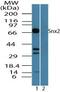 Sorting Nexin 2 antibody, PA5-23259, Invitrogen Antibodies, Western Blot image 