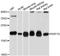 Ras-related protein Rap-1A antibody, A0975, ABclonal Technology, Western Blot image 