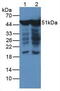 Enolase 2 antibody, abx131862, Abbexa, Western Blot image 
