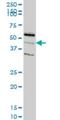 Rap Guanine Nucleotide Exchange Factor Like 1 antibody, H00051195-M04, Novus Biologicals, Western Blot image 