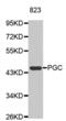 Progastricsin antibody, PA5-76613, Invitrogen Antibodies, Western Blot image 