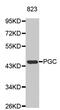 Progastricsin antibody, PA5-76613, Invitrogen Antibodies, Western Blot image 