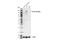 Colony Stimulating Factor 1 Receptor antibody, 67455T, Cell Signaling Technology, Western Blot image 