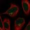 THO Complex 3 antibody, NBP1-92502, Novus Biologicals, Immunocytochemistry image 