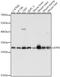 Electron transfer flavoprotein subunit beta antibody, 16-393, ProSci, Western Blot image 