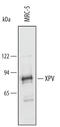 DNA Polymerase Eta antibody, AF3417, R&D Systems, Western Blot image 