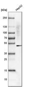 Keratin 23 antibody, HPA012050, Atlas Antibodies, Western Blot image 