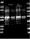 Protein A antibody, orb344173, Biorbyt, Western Blot image 