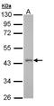 G Protein-Coupled Receptor 32 antibody, LS-B4841, Lifespan Biosciences, Western Blot image 