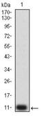 Unr antibody, NBP2-61760, Novus Biologicals, Western Blot image 