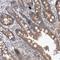 Mitochondrial Ribosomal Protein L37 antibody, NBP1-81032, Novus Biologicals, Immunohistochemistry frozen image 