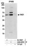 Inhibitor Of Growth Family Member 1 antibody, A304-997A, Bethyl Labs, Immunoprecipitation image 