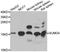 Small Ubiquitin Like Modifier 4 antibody, A7517, ABclonal Technology, Western Blot image 