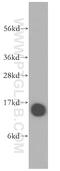 Profilin 1 antibody, 11680-1-AP, Proteintech Group, Western Blot image 