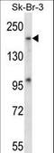 Mitogen-Activated Protein Kinase Kinase Kinase Kinase 4 antibody, LS-C164462, Lifespan Biosciences, Western Blot image 