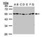 Serine/threonine-protein kinase 24 antibody, GTX107500, GeneTex, Western Blot image 