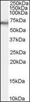 Protein Tyrosine Phosphatase Non-Receptor Type 6 antibody, orb95901, Biorbyt, Western Blot image 