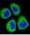 Growth Arrest Specific 1 antibody, PA5-48298, Invitrogen Antibodies, Immunofluorescence image 