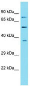 G Protein-Coupled Receptor Class C Group 5 Member D antibody, TA334306, Origene, Western Blot image 